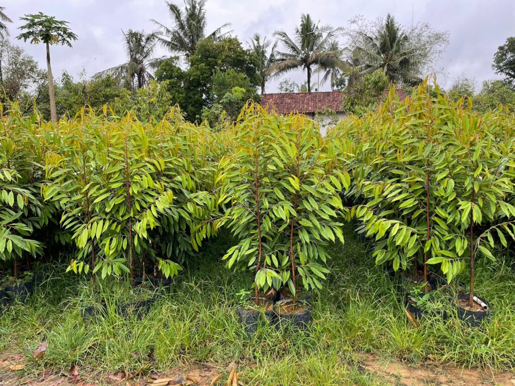 jual bibit durian